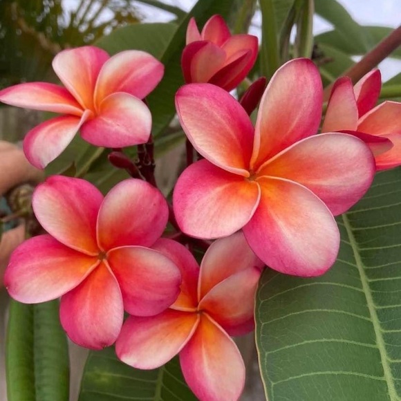 hawaii112014